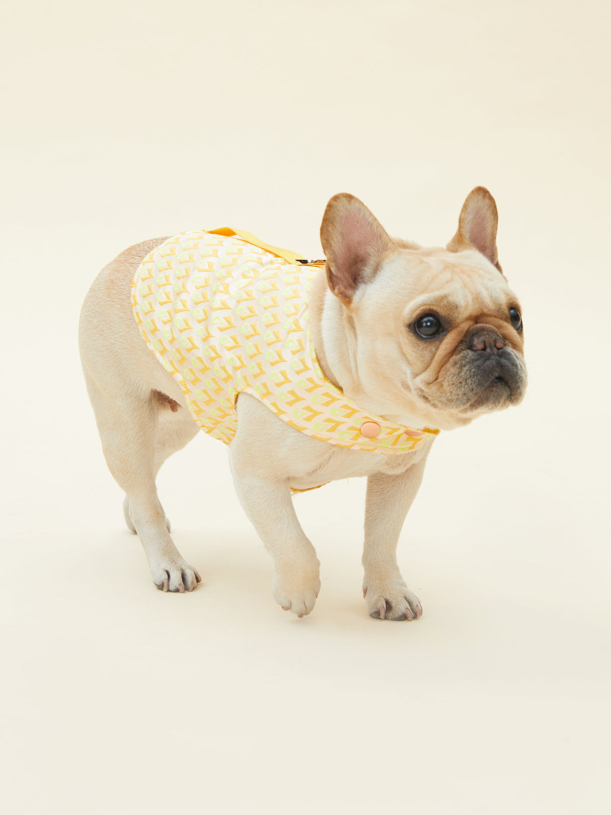 SIGNATURE HARNESS (ORANGE)