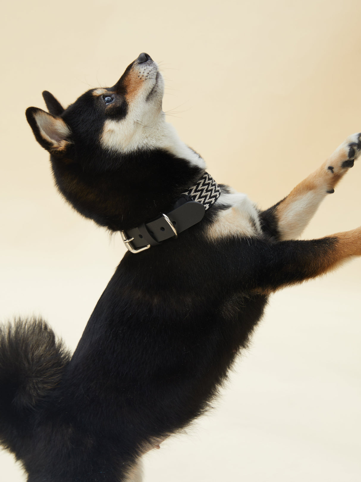 ELITE COLLAR (BLACK)