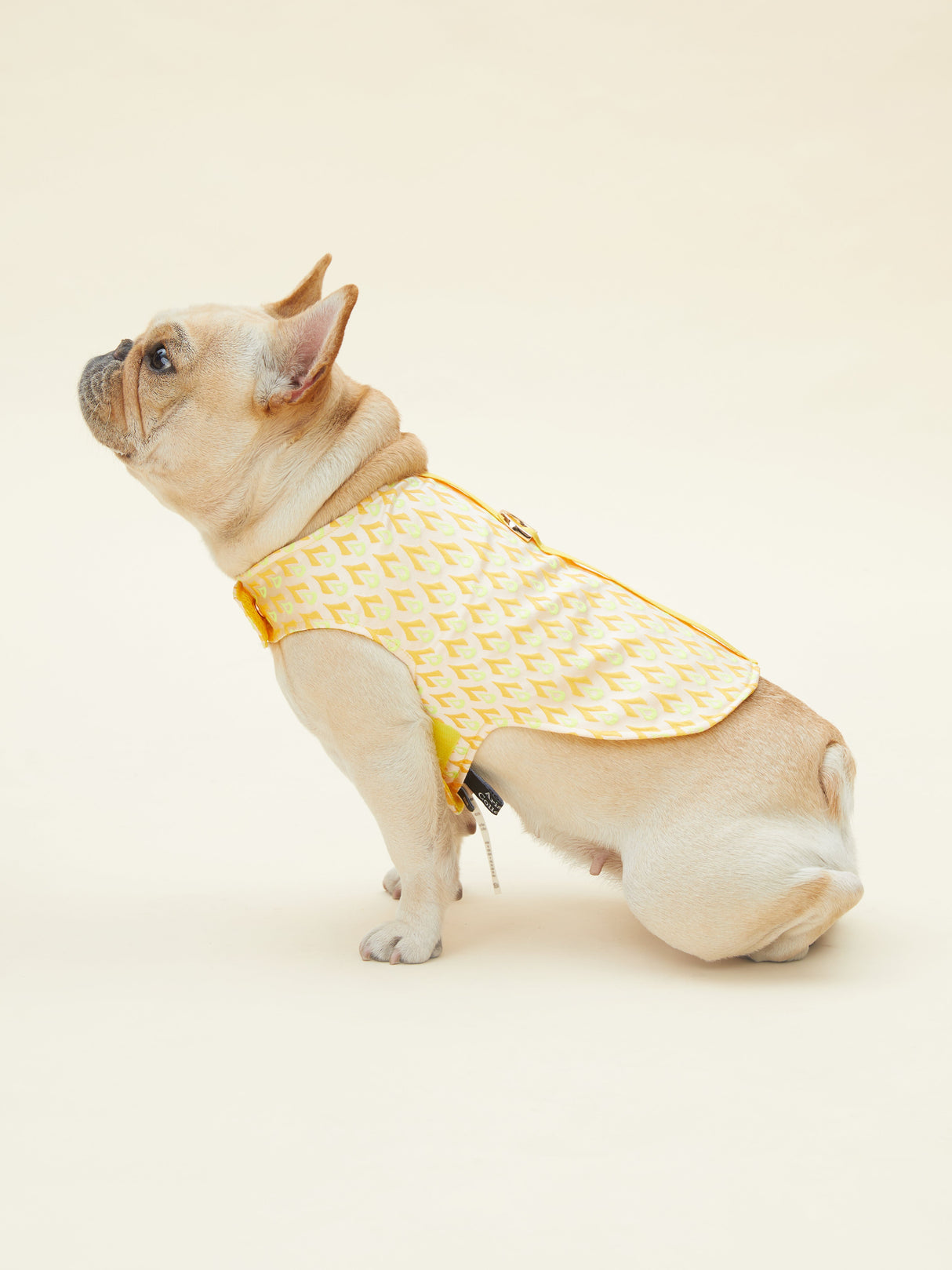 SIGNATURE HARNESS (ORANGE)