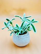 Spider Plant Pot